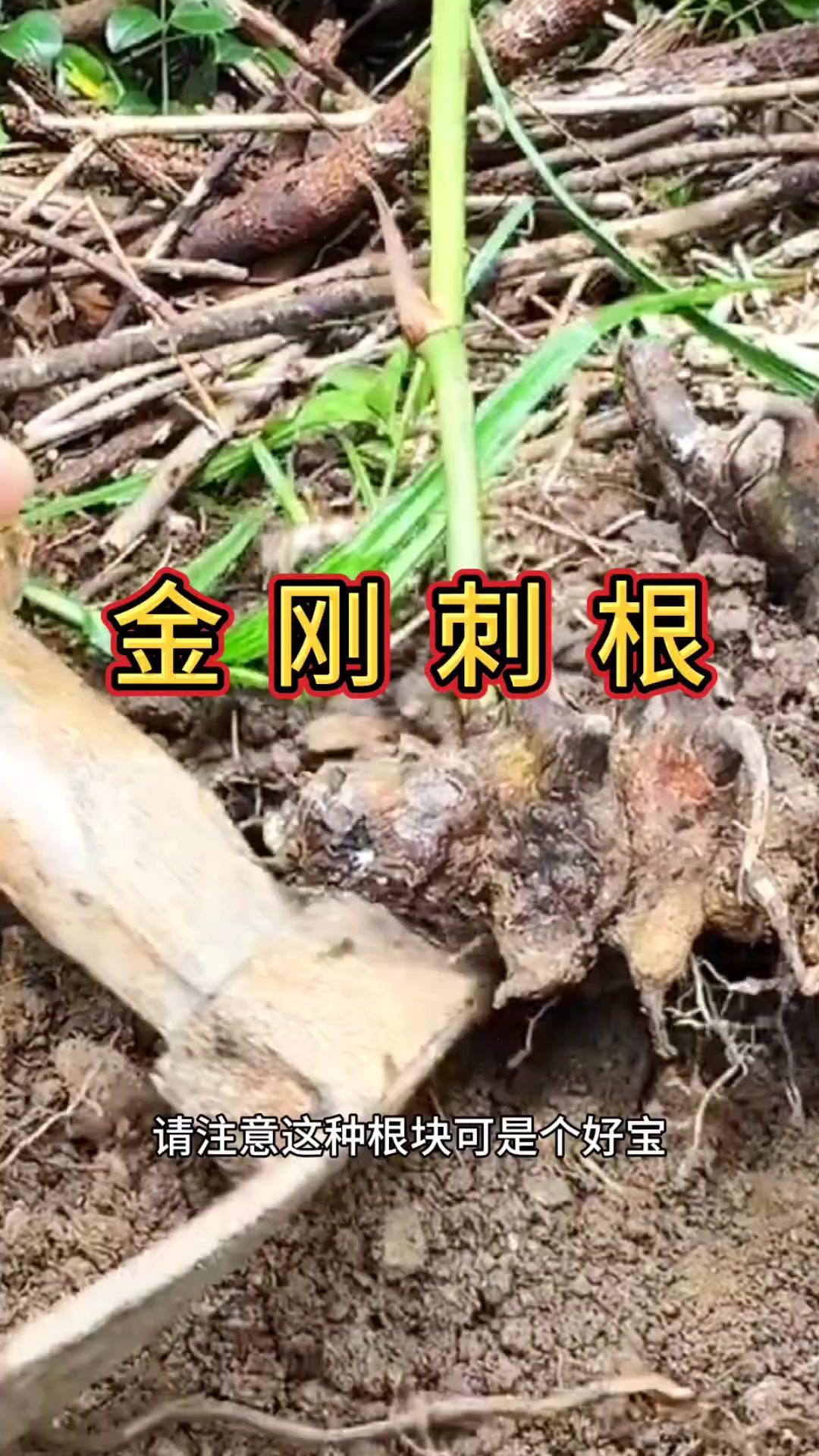 ✨外形特征：1️⃣叶子光滑无毛，枝条长满了锋利的倒刺，别不小心被勾到。2️⃣它就