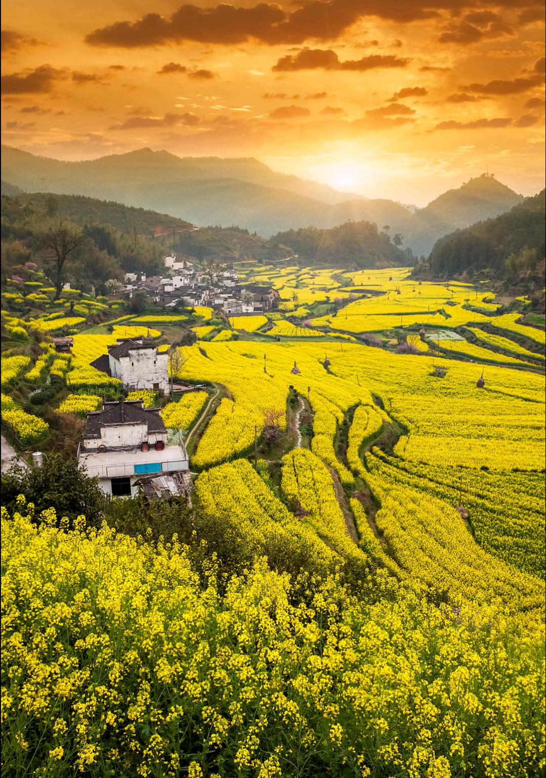 绝美花海仙境婺源阳春三月，春暖花开，婺源的油菜花海如约而至，漫山遍野的金黄，与