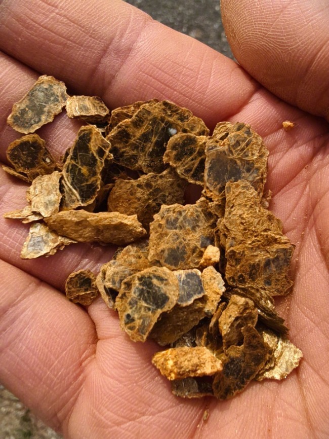 #8岁男童挖野菜用AI查出疑似金矿#【#自然资源局回应男童AI查出疑似金矿#：已