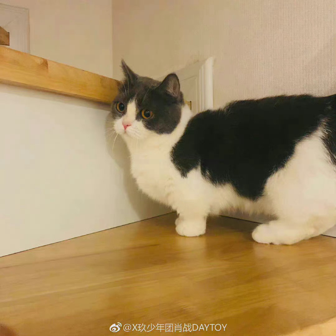 大概知道了肖战喜欢的猫猫狗狗类型[并不简单]​​​