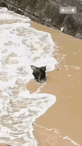 大家正在努力的挽救一只落水的流浪猫，这一画面太感人了！