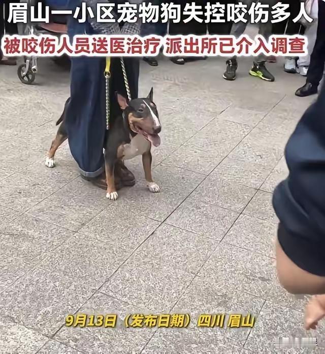 现在全网最高兴的绝对是规规矩矩养狗的人。为啥？人家平时出门牵引绳拴的好好的，