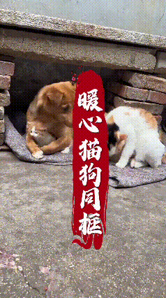 这段视频我反复看了好几遍，内心十分感慨。大黄狗安静趴在一旁，温柔守着花猫和小奶橘