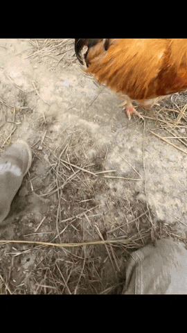 “真没想到！”江西一女子闲来无事在家逗鸡给鸡喂食，往手里放了一些米饭给大公鸡吃，