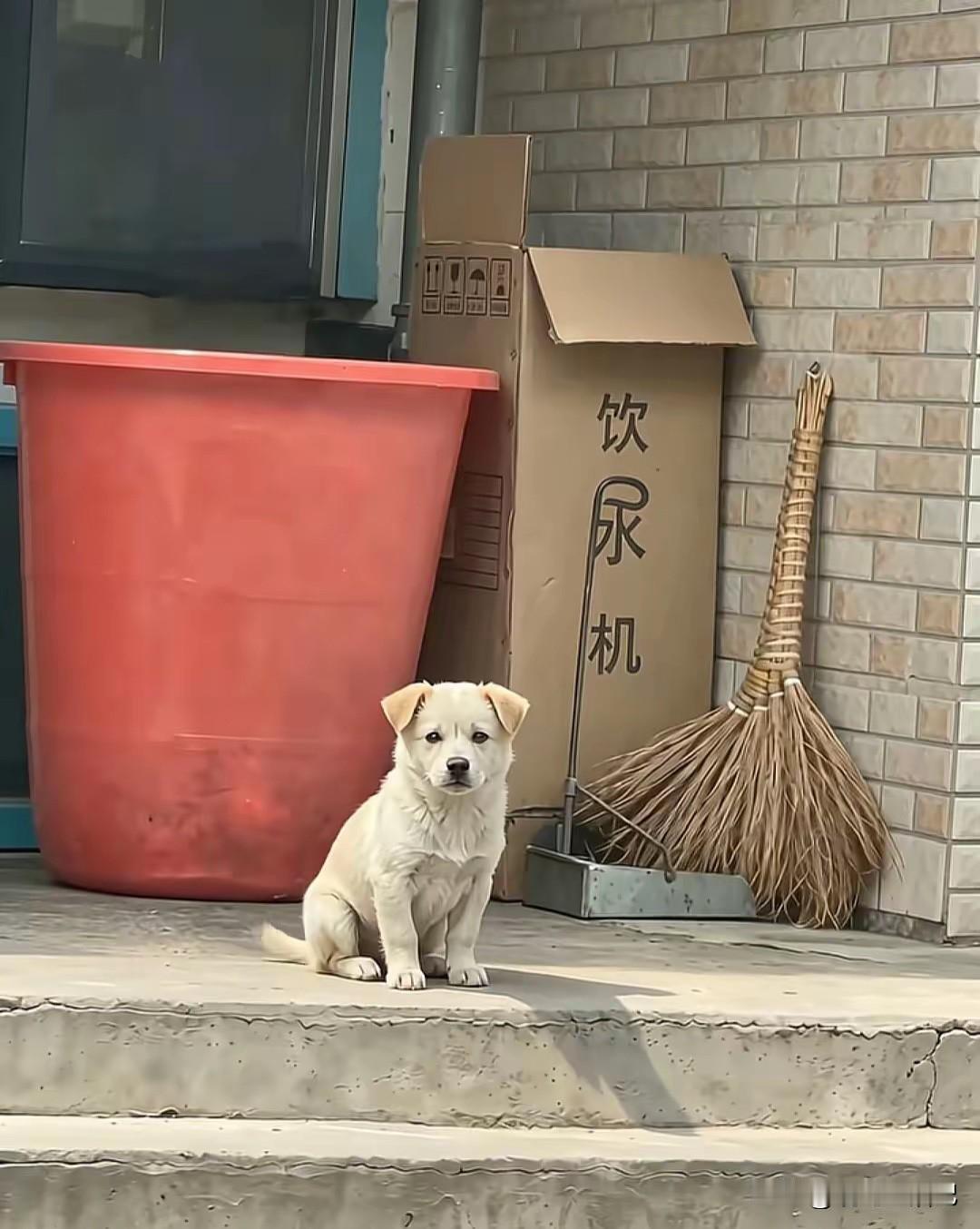 这只小土狗好可爱
