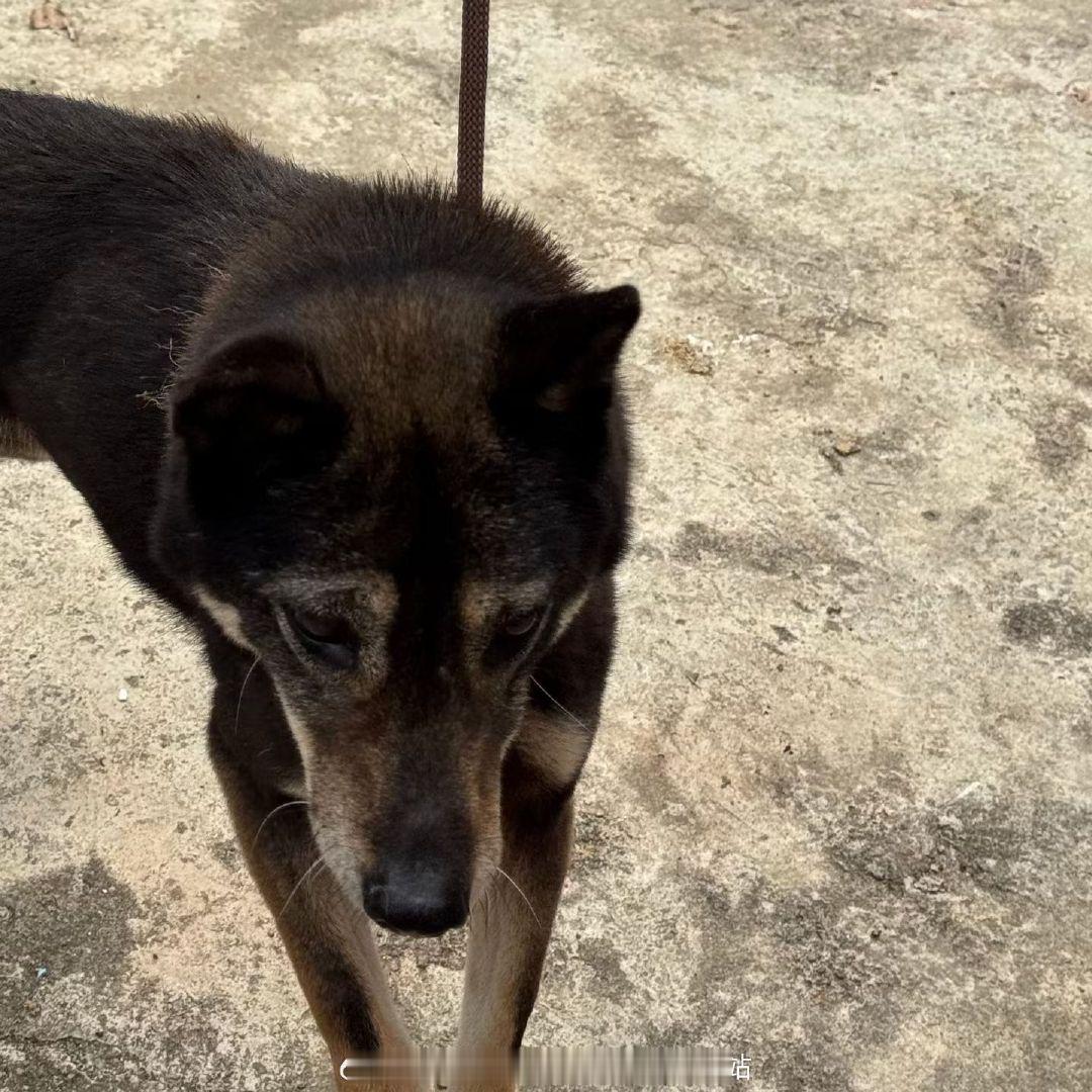 #它们的生活手记#岁月在脸上留下痕迹，凯朵眼神依旧温和。老年犬了，它的陪伴安静又厚重。愿它往后日子，