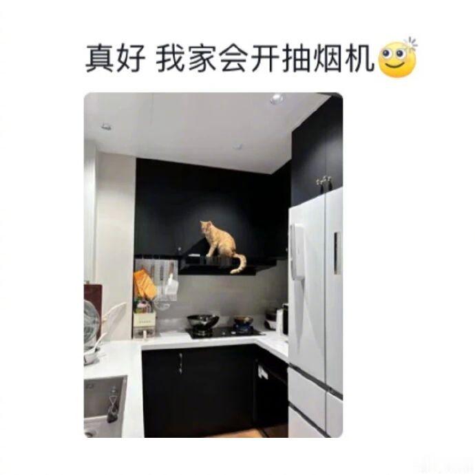 当你养了一只会玩开关的猫，聪明是聪明，就是有点废家具~