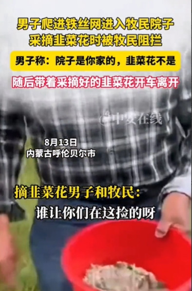 内蒙古呼伦贝尔，一男子开车经过一个牧场时，看到地上有不少韭菜花，于是钻进牧场薅了