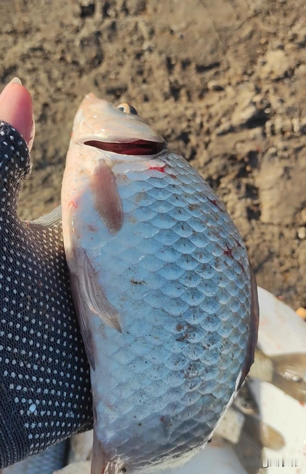 冬季钓鱼温差大，鱼不好钓也不好找，深水找不到，浅水也不在。其实你不知道的是鱼起