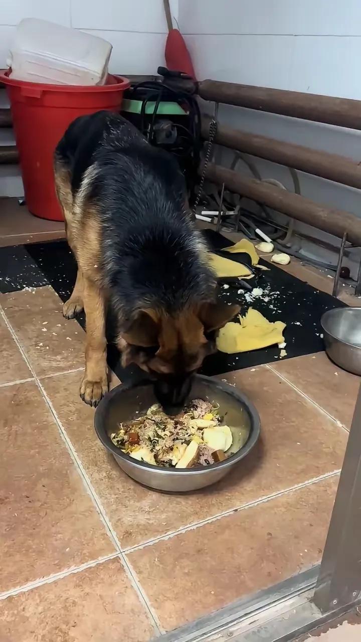 看到网友说养不起要送走宠物，就想起昆明那只超能吃的柴犬“旺财”。小哥孙先生捡到它