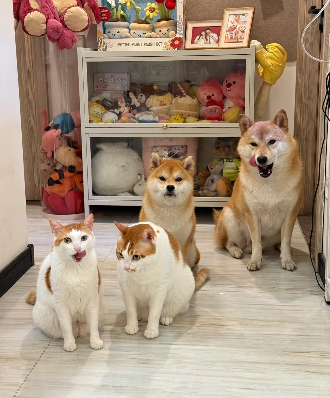 现在人狗同食，人狗同床这也不是什么新鲜事饭店里居然有人拿公筷喂狗，这操作