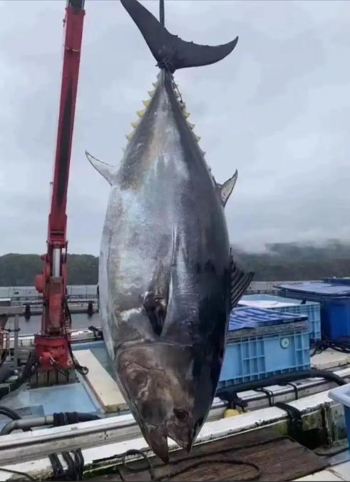 金枪鱼为了不被吃有多努力？一位60多岁的老渔民告诉我，它们进化了亿万年，练出了高