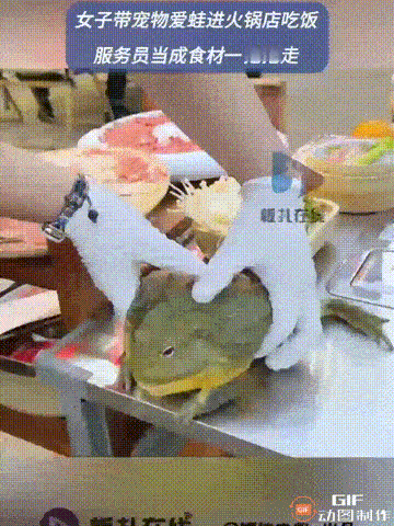 安徽一家火锅店内，一位店员给顾客上菜时，发现顾客的桌子上有一只活的牛蛙，以为是厨