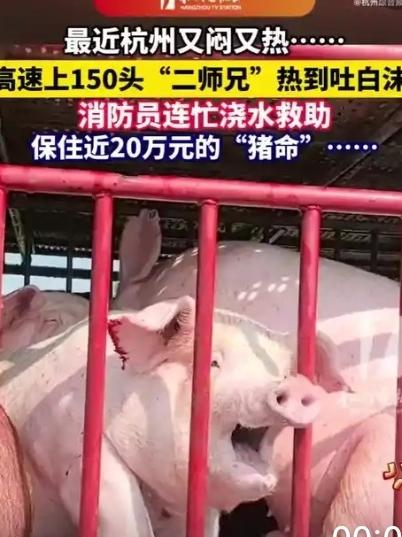 5月25日，杭州临平的气温直逼31℃，热浪滚滚。在塘栖收费站路段，一辆生猪运输车