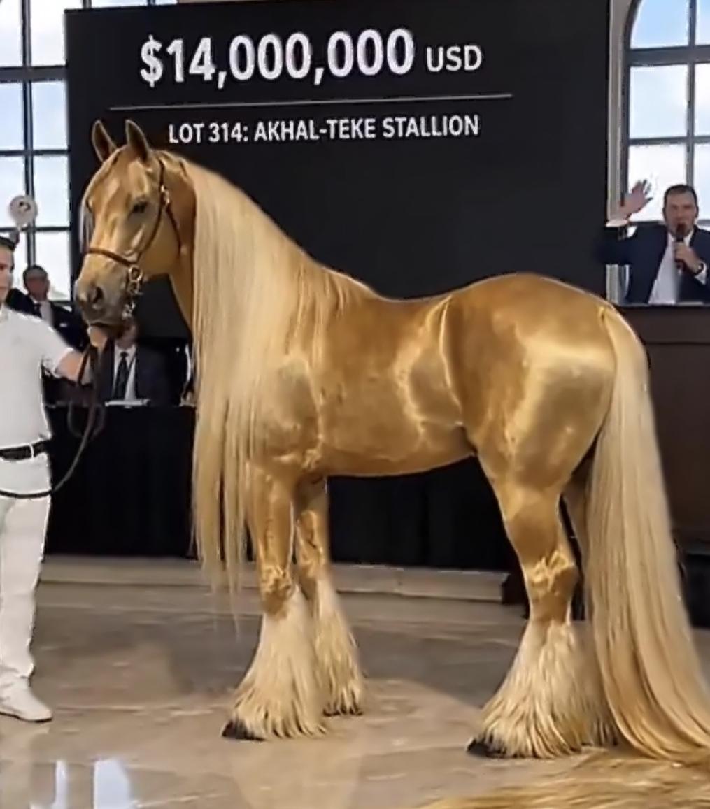 这马可贵了美元培养的真漂亮