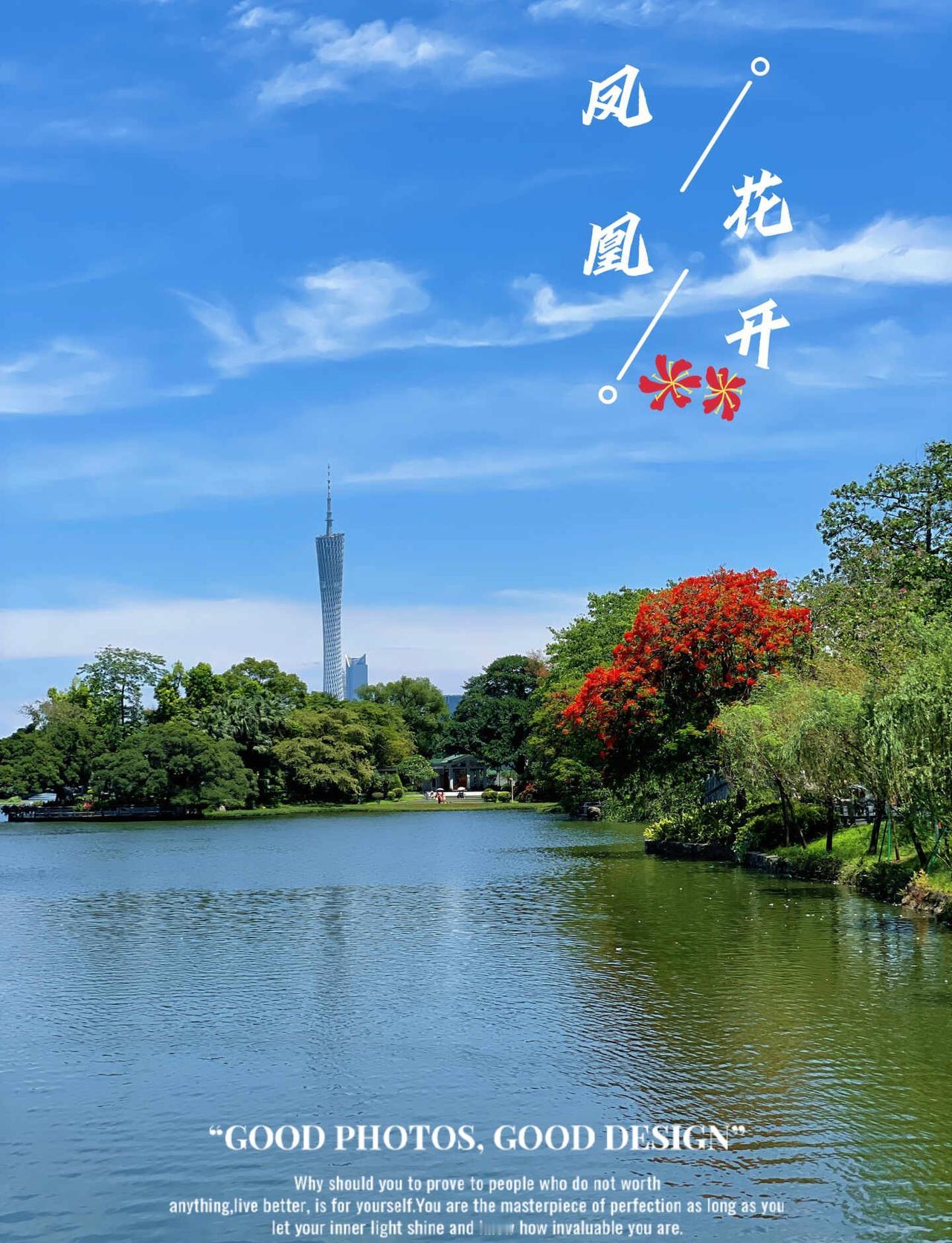 📢来，看广州！凤凰花开了！湖光、蓝天、红花、广州塔，把初夏的美好框进镜头里～