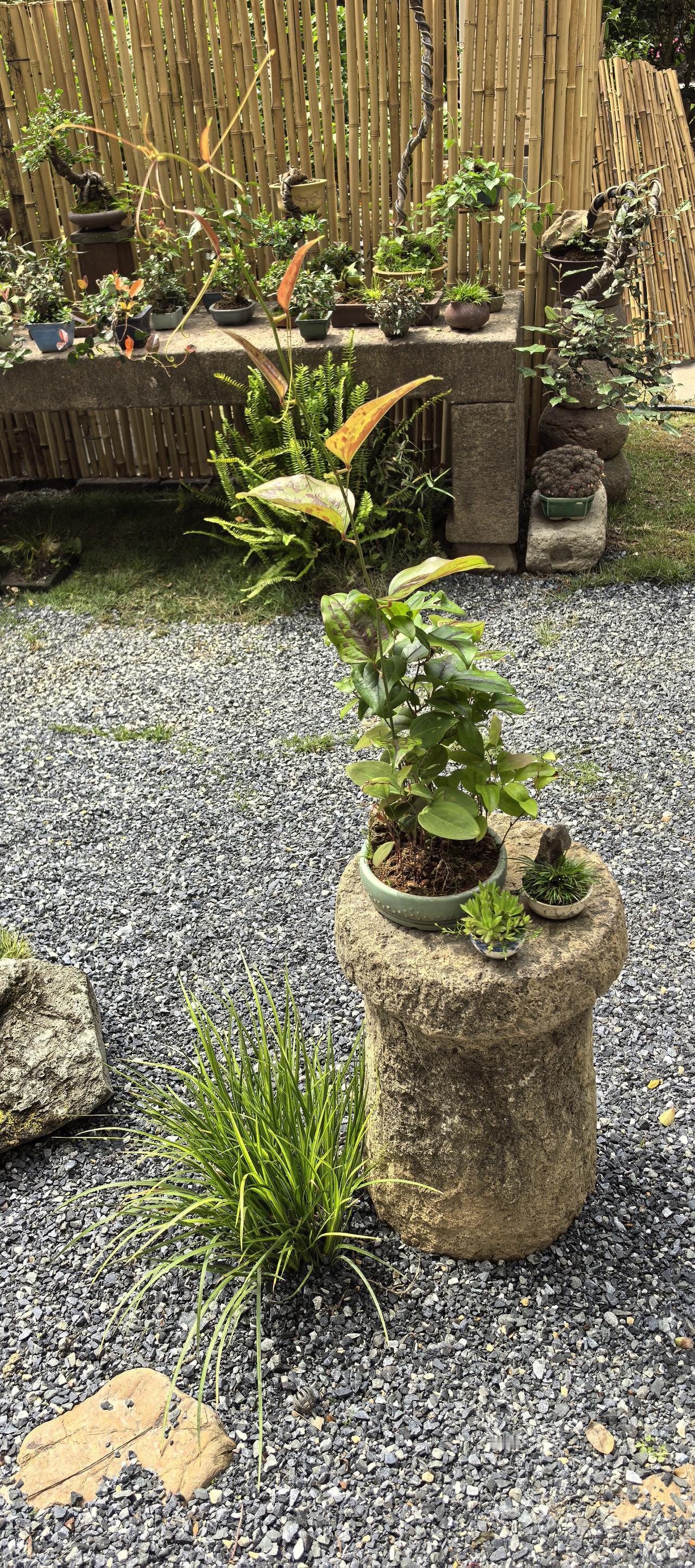 随手拍自家的盆栽植物