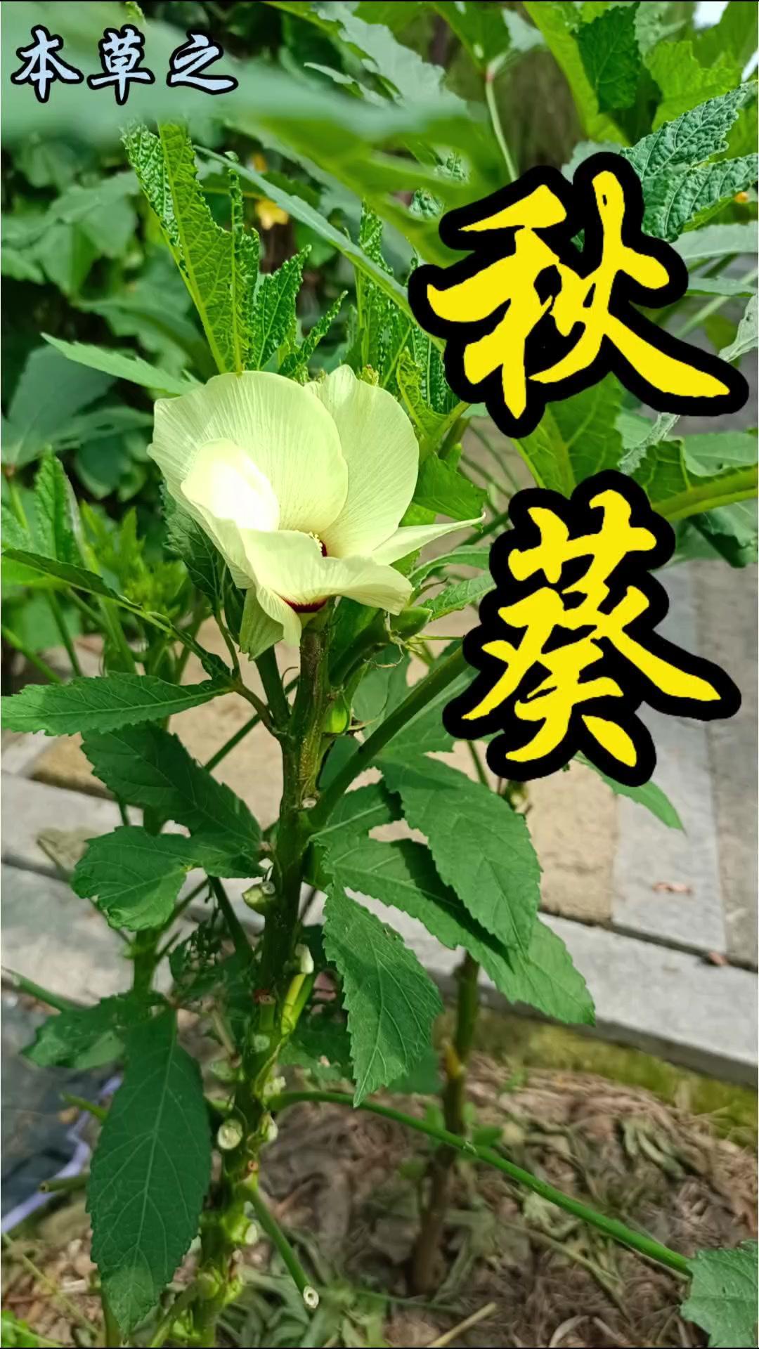 秋葵正式名咖啡黄葵，也叫黄秋葵或羊角豆，是锦葵科秋葵属一年生草本。茎秆圆柱形，叶