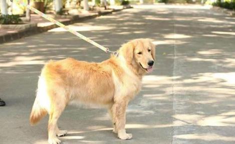 长期拴养的狗狗，四肢筋膜会出现习惯性紧绷，影响步态。表面上看，很多人觉得长期