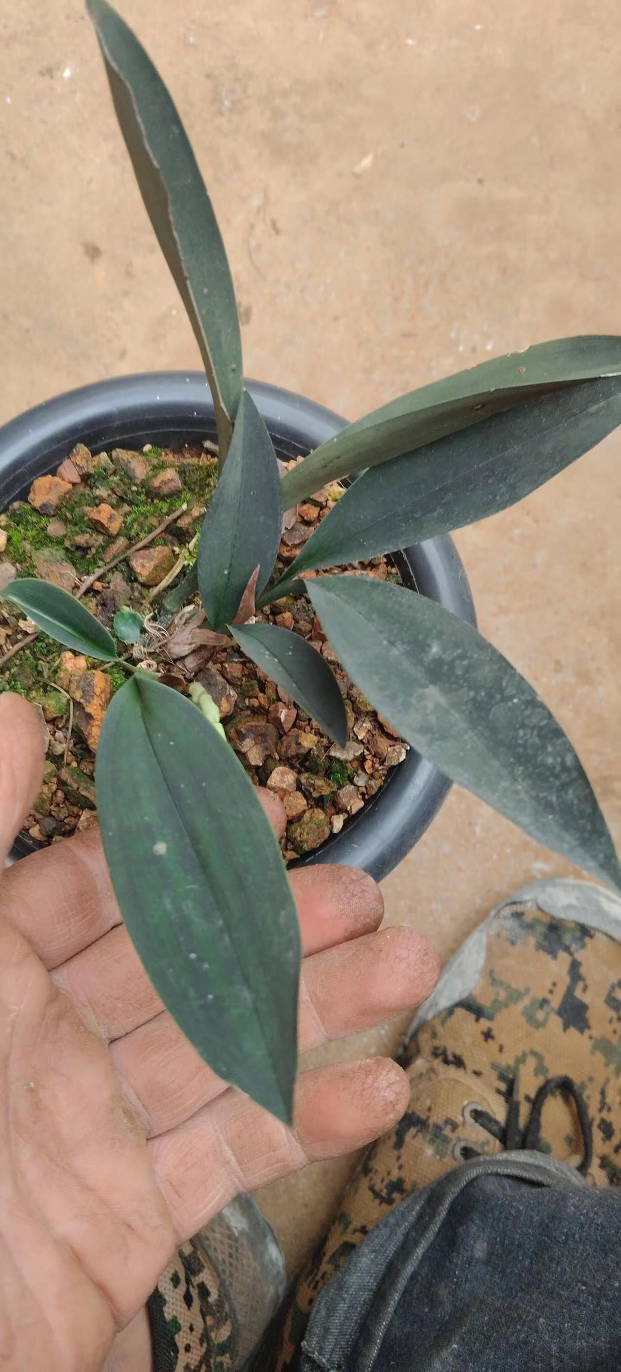 精品小骨朵植物爱好者交流种植养花的乐趣