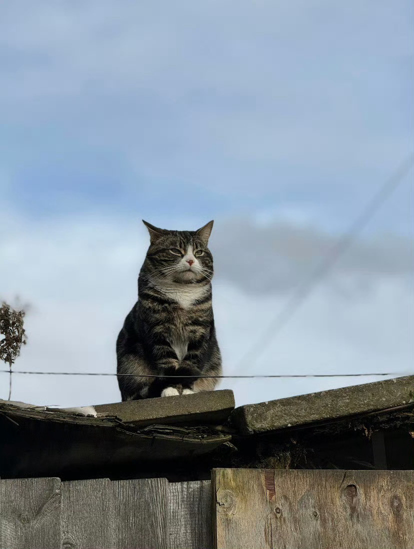 见一座猫山🤩[抱抱]​​​