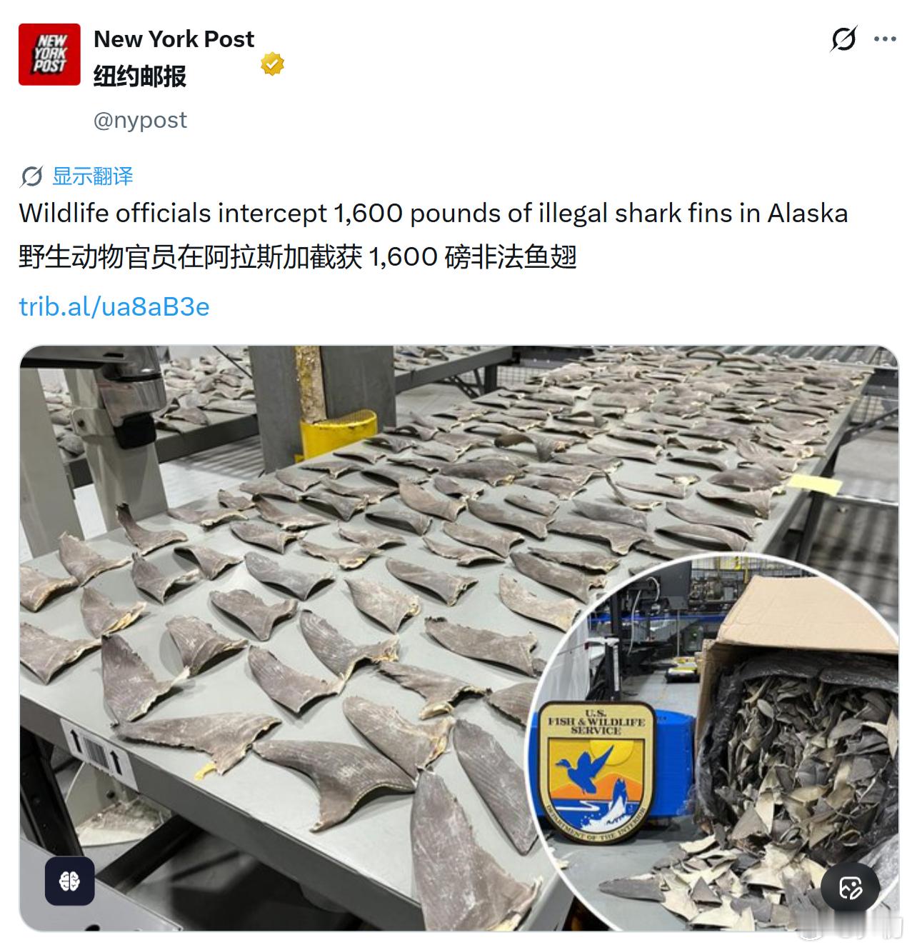 《纽约邮报》：野生动物官员在美国阿拉斯加截获1,600磅非法鱼翅。你可能不知