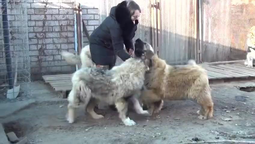 如何训练小狗胆量 14867387988938787397.jpg?id=0