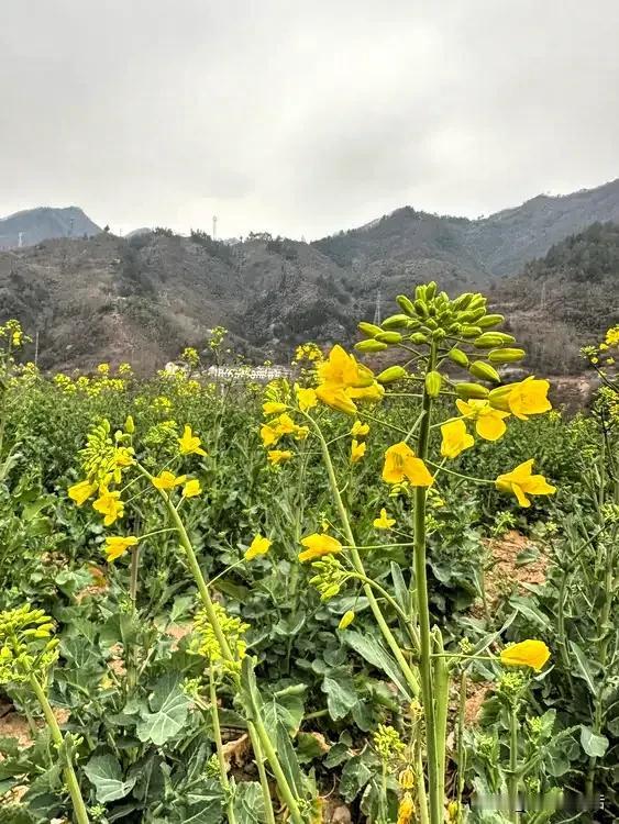 周六夫妻俩自驾去安康子午梅苑看几千株盛开的梅花，没想到人太多，梅花没看成，却意外