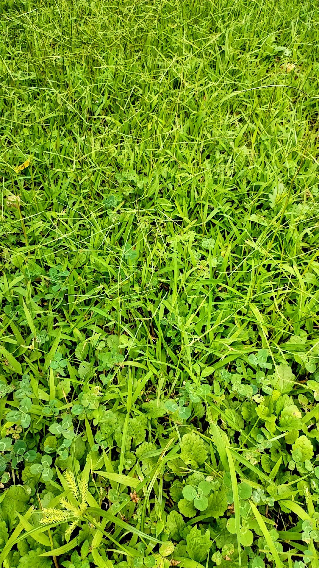 阳光下，草地绿意盎然、生机勃勃，让人切实领略到大自然的美妙。🌿🌞绿意间，几