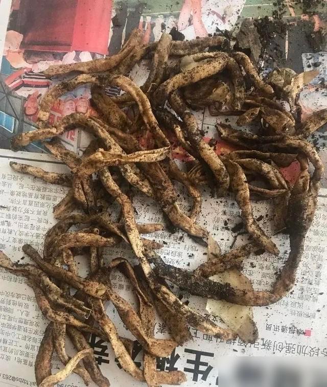 春天换盆真的别瞎作！我上周刚把一盆开得艳的月季换死，心疼得直拍大腿！最近看好多花