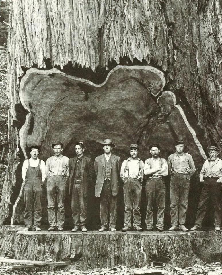 1891年，美国数十名伐木工，用了8天时间，砍倒了一棵100米高的千年红杉树，而