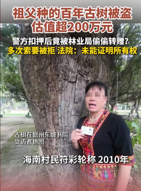 海南，女子的祖父种了一颗百年重阳树，价值207万，却在夜里，树被连根拔起，被人偷