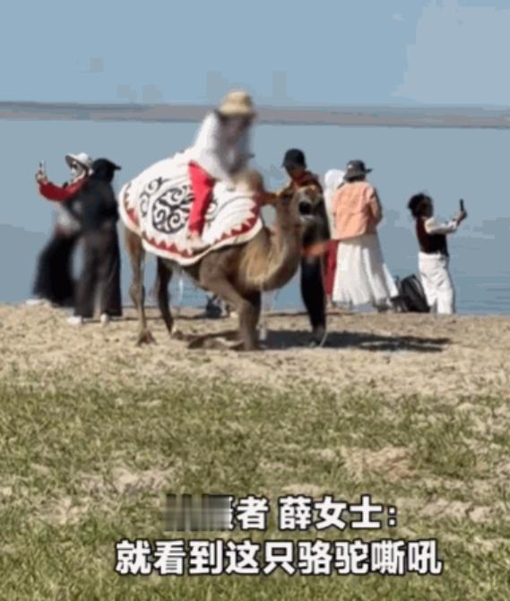太没人性了！新疆阿勒泰，一女子正在游玩，突然听到骆驼哀嚎声。她循声望去，发现一头
