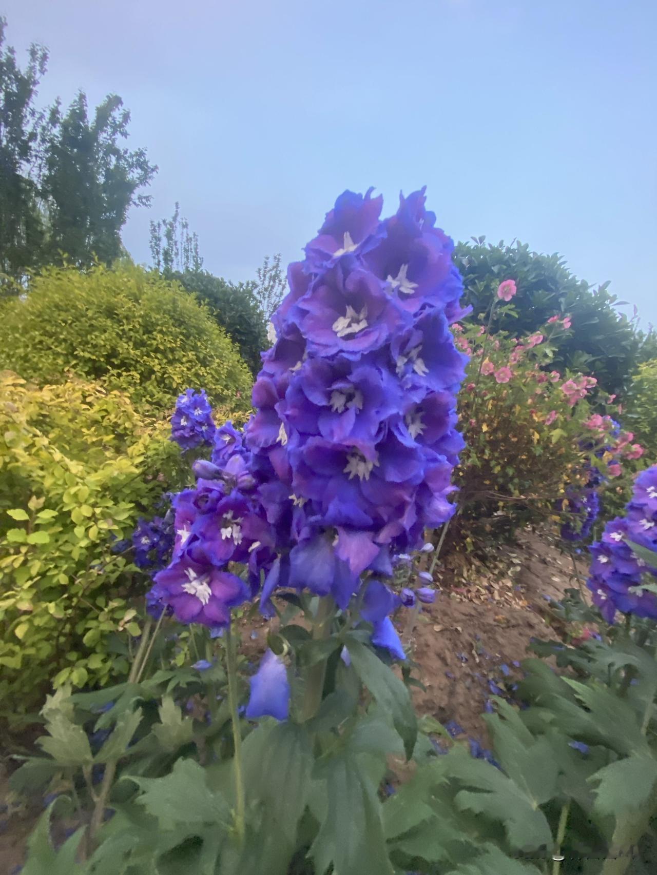 董宇辉要不要把明明收了？樊登董宇辉明明：同样是乡党，做人的差距咋就这么大呢