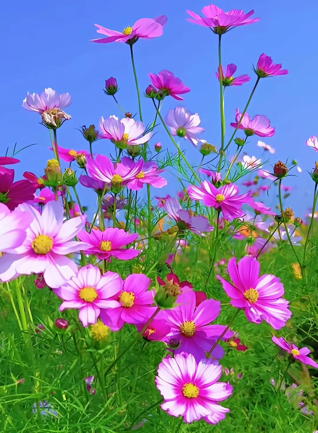 聪明只是技，良心才是根。你给人留三分体面，命运自会护你周全。敬畏人心，不