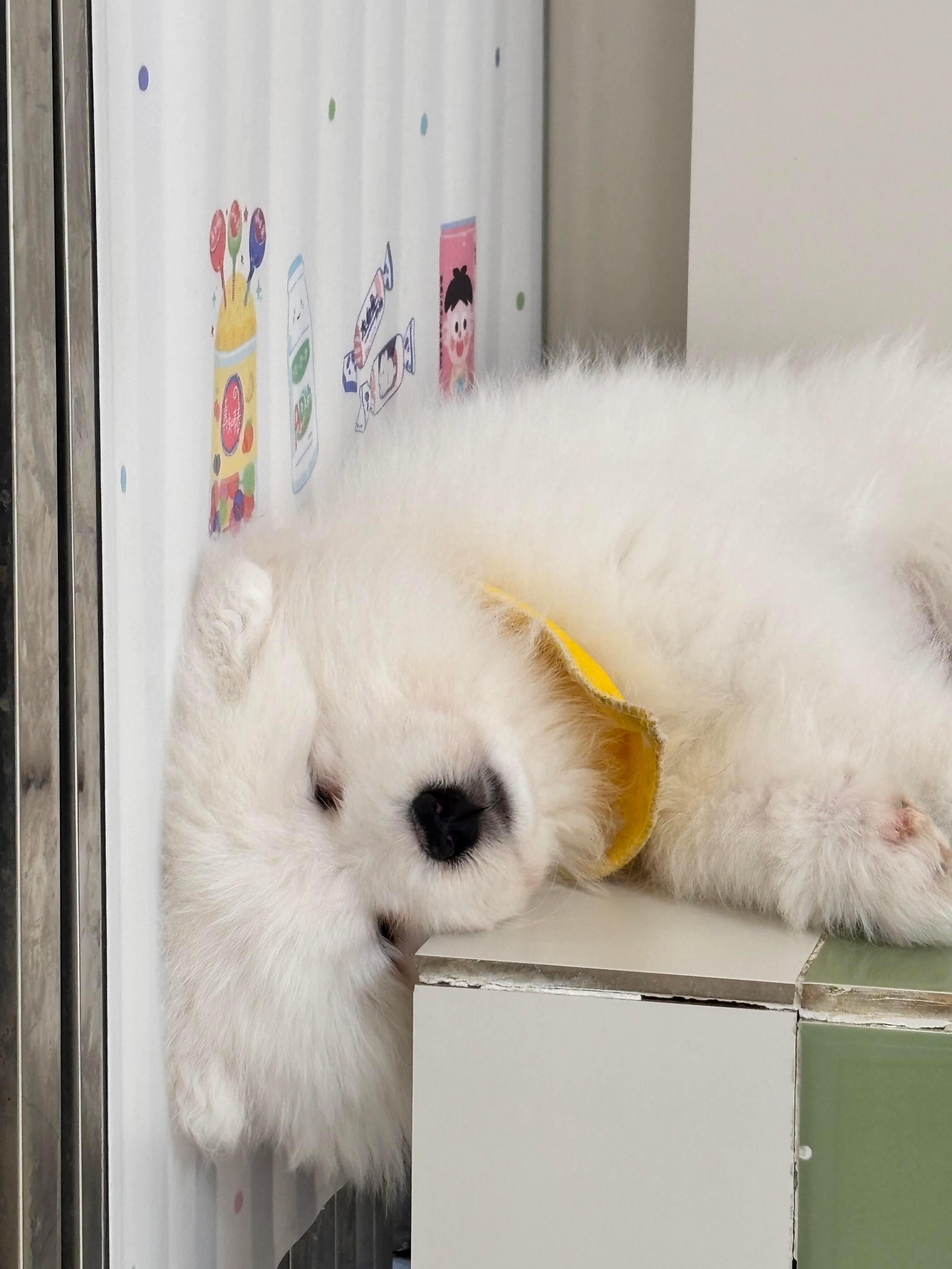 一觉醒来发现自己头睡扁了的萨摩耶