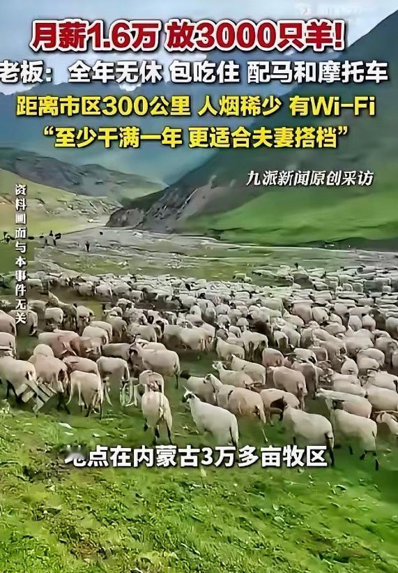 近日！内蒙古一老板发布招聘信息放3000只羊，月薪1.6万，年薪19.2万，看起