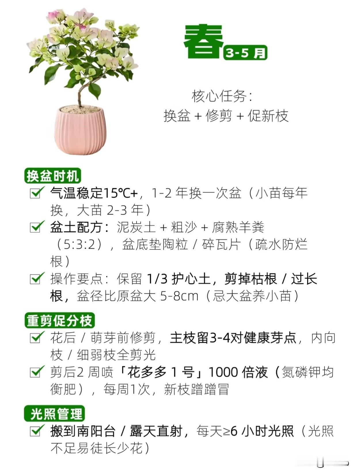 养花避坑⑤：三角梅被我养秃5次后，终于拿捏了它（附全年时间表）这是新手养花