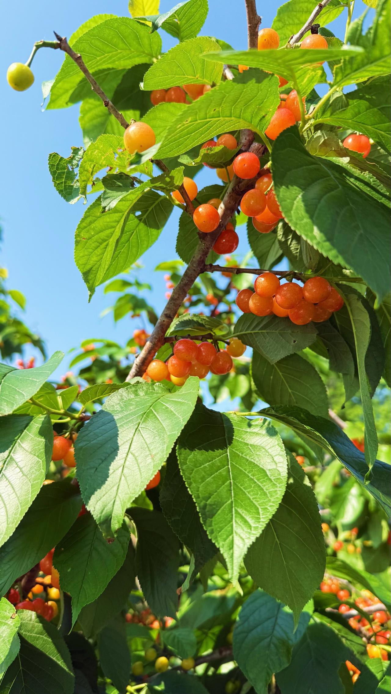 终于懂了为什么说人间五月最温柔。不用赶时间，就蹲在树下看青桃慢慢长，伸手摘一串