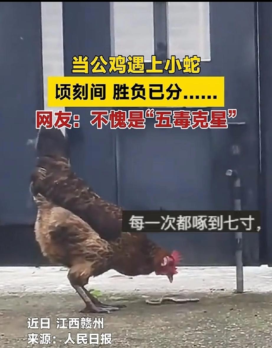 一条小蛇，自恃拥有化学武器蛇毒，还有必杀技，缠住对方使之窒息。以为自己天下无敌了