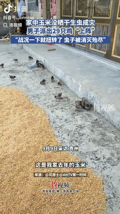 “人怎么能这么聪明！”10日报道，贵州一男子因没把玉米晒干导致生虫，不仅数量庞大