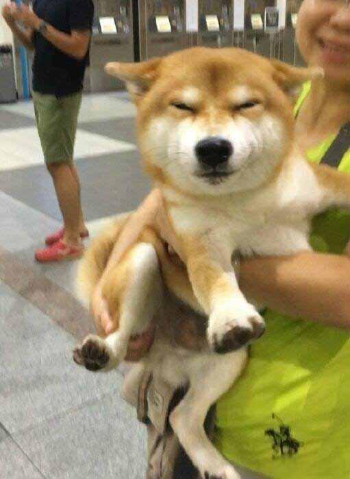 放假回老家，柴犬和妈妈一起到车站接她。。。汪：铲屎的，你回来啦