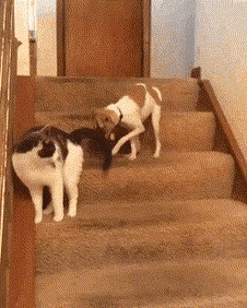 猫咪准备出去约会，它的好朋友狗狗拦住了它的出路：别出去了，房间里有老鼠。猫咪不