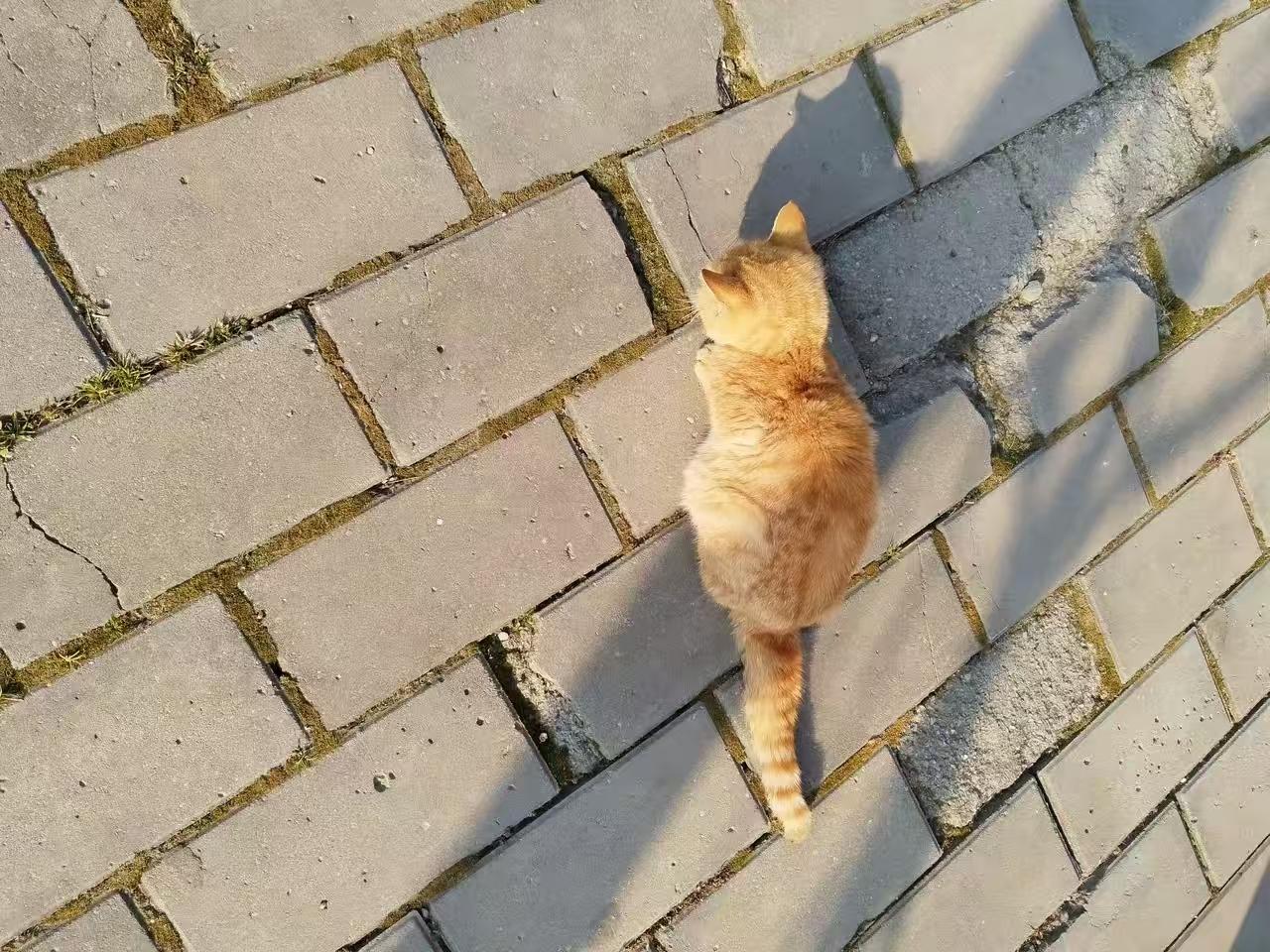 天越来越冷，小区流浪猫也进入自然淘汰阶段。养过一个流浪猫，进屋一天抓烂纱窗，不会