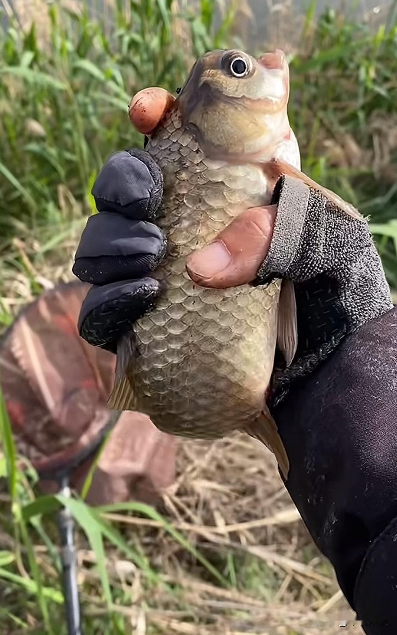 刚钓上来一条，不知道什么品种，但似乎很像一个人[捂脸哭]有认识的吗？