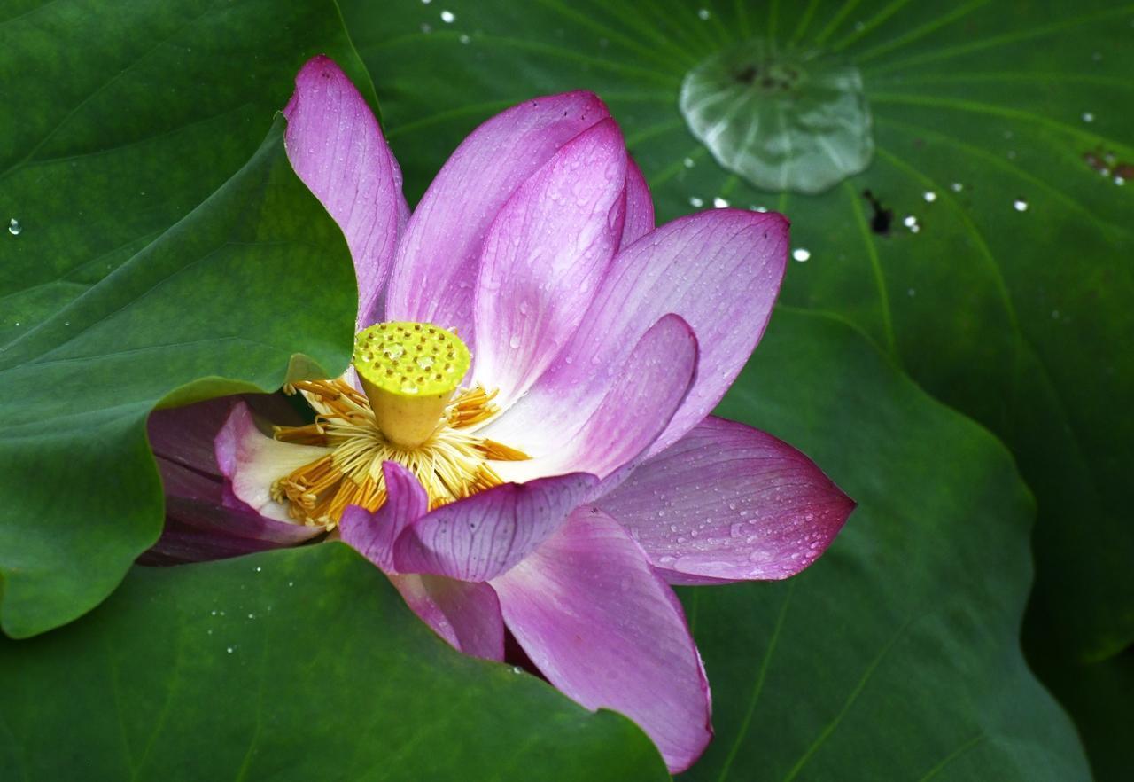 茶不过两种姿态，浮、沉；饮茶人不过两种姿势，拿起、放下。人生如茶，沉时坦然，浮时