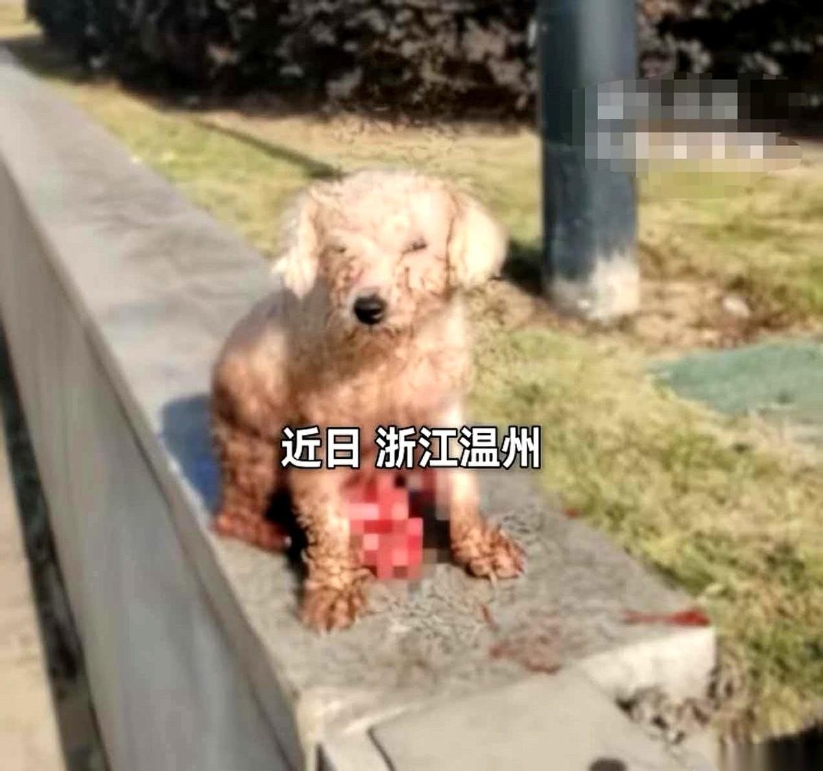 他们剖开它的肚子，把小狗崽拿走，然后连线都没缝，就把它扔在了垃圾桶旁边。活的。