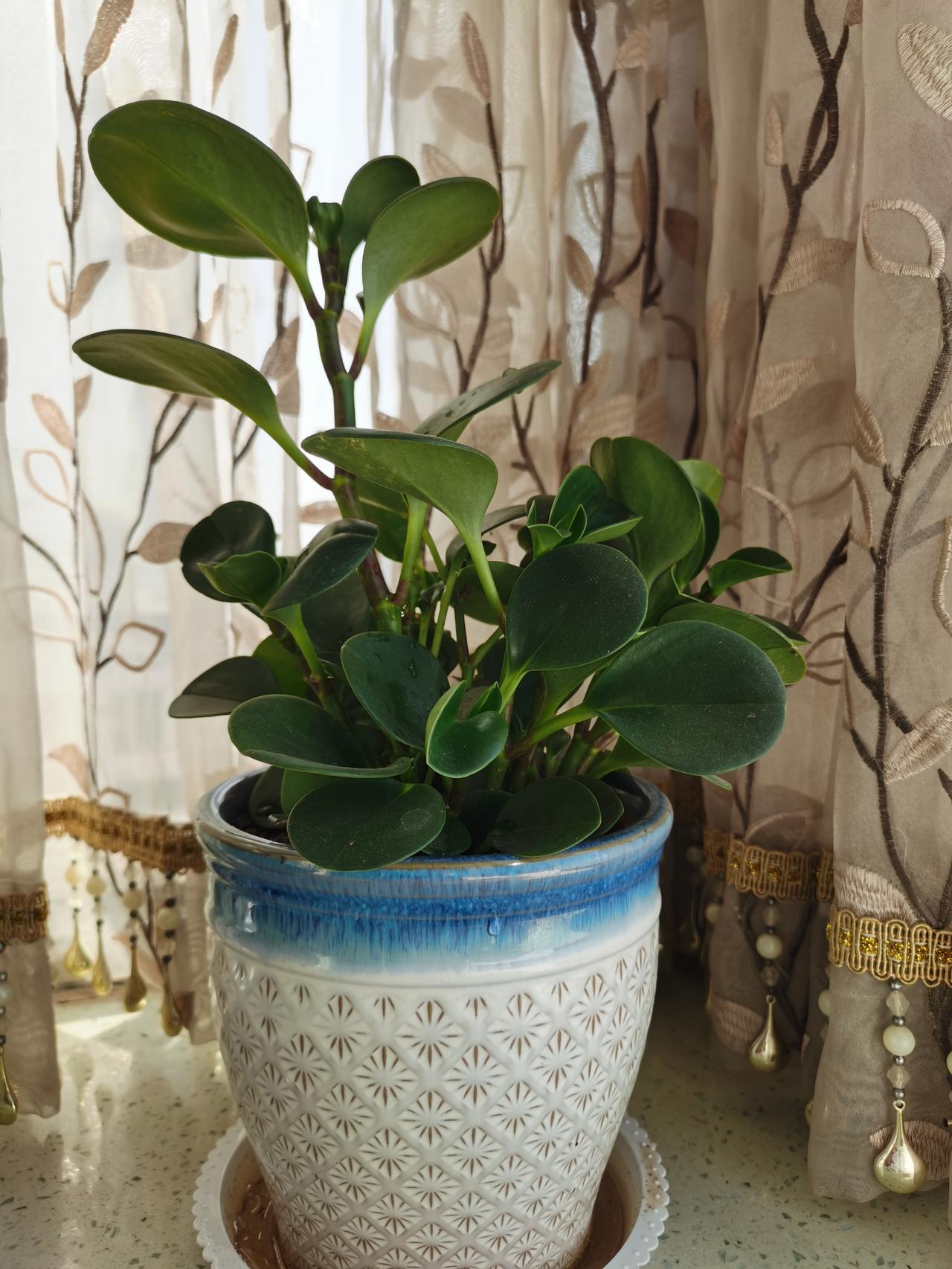 今日运势：乙巳年丙戌月戊寅日2025.11.5日鼠：小吉人际关系佳牛：