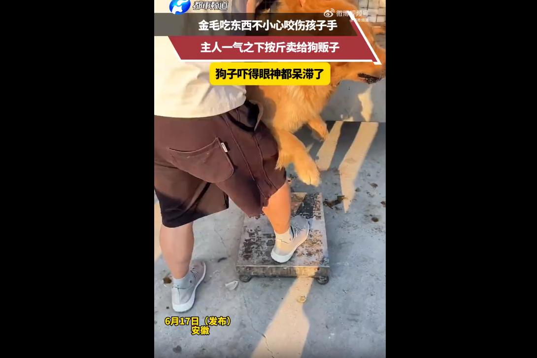 6月18日，安徽一只金毛犬进食时，因孩子伸手触碰饭碗，触发护食本能咬伤孩童手部。