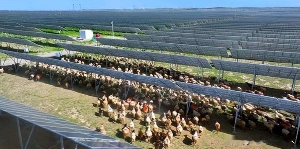 万万没想到，中国基建闹了个大“乌龙”，本打算耗资3亿在荒漠建发电厂，没想到10年